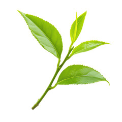 Obraz premium Fresh green tea leaves isolated on white background showcasing their vibrant color and natural shape, Green tea leaf isolated on white background
