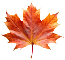 Fototapeta premium autumn maple leaf generative ai