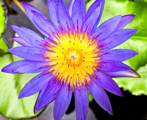a purple lotus in pond