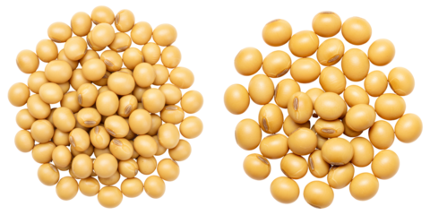 大豆 二つの山盛り