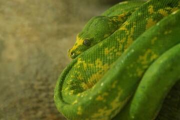 side view of a green python coiled calmly