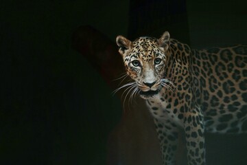 portrait of a leopard staring out of the dark
