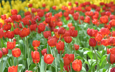 A field of red and yellow tulips in full bloom creates a cheerful spring landscape, glowing with natural beauty, perfect for nature and flower lovers.