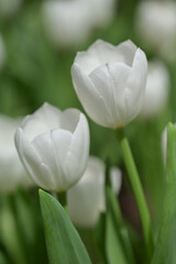 Close-up of a white tulip in bloom, surrounded by green leaves and blurred tulips in the background, creating a soft and colorful springtime scene.