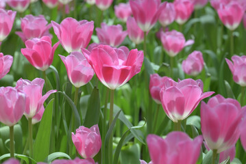 A field of pink tulips in full bloom creates a cheerful spring landscape, glowing with natural beauty, perfect for nature and flower lovers.