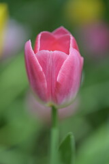 Close-up of a pink tulip in bloom, surrounded by green leaves and blurred tulips in the background, creating a soft and colorful springtime scene.