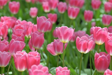 A field of pink tulips in full bloom creates a cheerful spring landscape, glowing with natural beauty, perfect for nature and flower lovers.