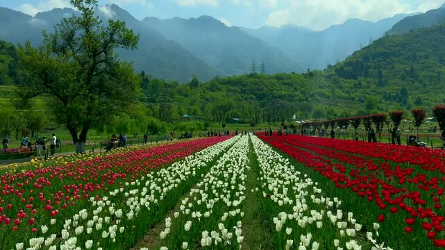 Tulip garden nishat srinagar kashmir india, beautiful colorful flowers, tuliping in april month Clip 88