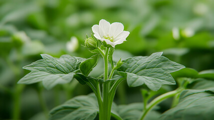 A single, delicate white flower blossoms amidst lush green foliage, showcasing vibrant natural beauty.  Close-up view highlighting intricate details of the plant.