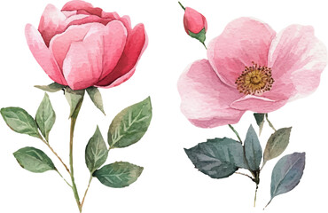 pink rose flower