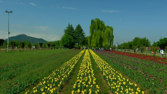 Tulip garden nishat srinagar kashmir india, beautiful colorful flowers, tuliping in april month Clip 62