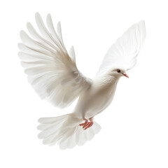 Majestic white dove in flight against a plain Transparent background, on PNG background PNG background