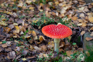 Amanita muscaria fully opened with Birch tree autumn leaves— also known as fly agaric