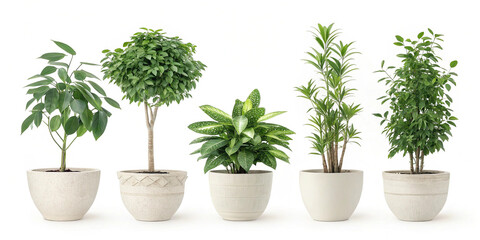 Fototapeta premium Five potted plants arranged in a row against a white background