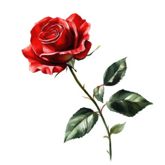 Stunning red rose with lush green stem presented against a clean background, Red Rose with Green Stem
