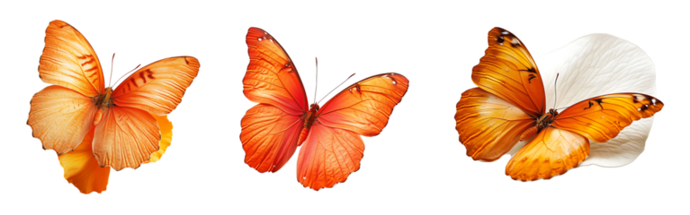 Collection of bright orange butterfly illustrations on petals isolated on a white or transparent background.