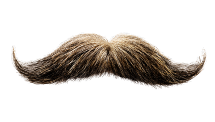 Isolated long mustache presented on white backdrop to emphasize hair strands and shape.