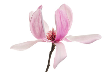 Magnolia liliiflora flower on branch with leaves, Lily magnolia flower isolated on white background with clipping path