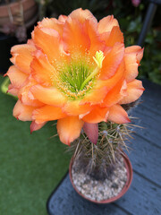 fiore arancione di cactus