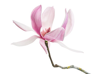 Obraz premium Magnolia liliiflora flower on branch with leaves, Lily magnolia flower isolated on white background with clipping path