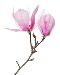 Obraz premium Magnolia liliiflora flower on branch with leaves, Lily magnolia flower isolated on white background with clipping path