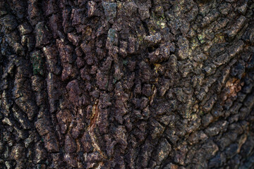 bark of a tree texture 