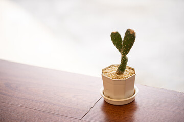 Small cactus in pot at glass window