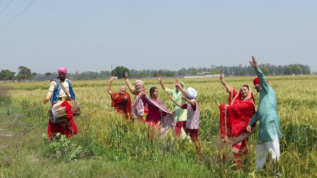 Punjab people celebrating Baisakhi or vaisakhi festival in agriculture field and doing bhangra dance. Punjabi sikh family enjoying festive season together, Culture of india. 4k