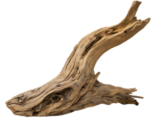 Close-Up of Weathered Driftwood Piece Isolated on transparent background cutout, PNG file, Cutout file