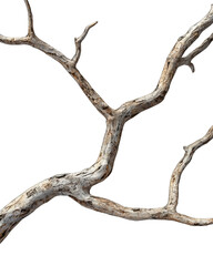 Close-up of a weathered branch