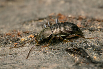 darkling beetle - Stenomax aeneus, beautiful metallic beetle native to forests and woodlands of south-eastern and Central Europe, Czech Republic.