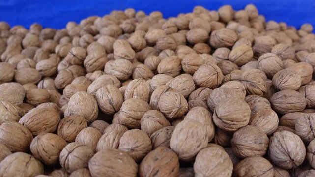 Harvesting walnuts in a rural setting during autumn