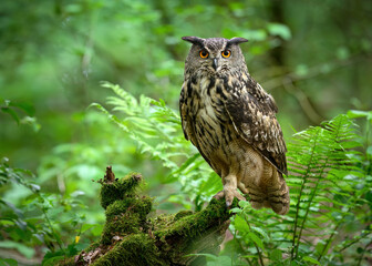 Eurasian eagle owl ( Bubo bubo ) close up
