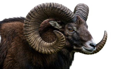 Striking close-up of a wild mouflon ram with prominent horns, isolated on a transparent background. Perfect for wildlife, nature, and animal themes.