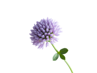 Purple clover flower isolated on transparent background
