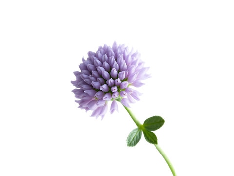 Purple clover flower isolated on transparent background