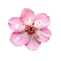  xcherry blossomcherry blossom isolated on white and transparent background.