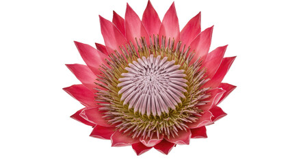 A truly stunning King Protea bloom, an iconic representation of South African flora. Ideal for showcasing natural beauty and unique botanicals.