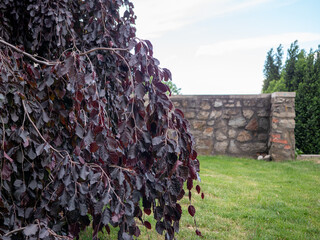 Close-up of a weeping copper beech tree (Fagus sylvatica 'Purpurea Pendula') with dark purple...