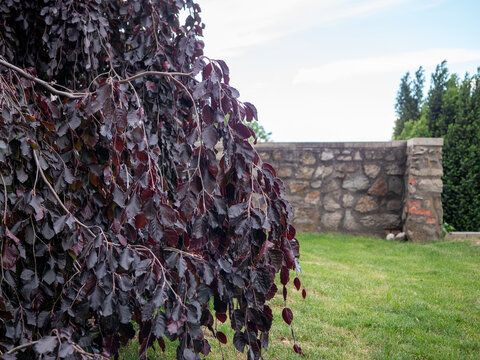 Close-up of a weeping copper beech tree (Fagus sylvatica 'Purpurea Pendula') with dark purple leaves in a garden, next to a stone wall and trimmed lawn.