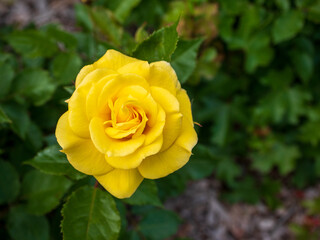 Bright yellow rose in full bloom surrounded by vibrant green leaves, captured in a garden setting with natural lighting.