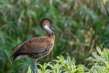 West Indian whistling duck standing infron blurred green plants