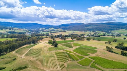 Vineyards in Mountain Valley