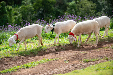 Sheep grazing in a lush meadow farming area nature scene green environment close-up view animal behavior