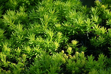 close up of green grass