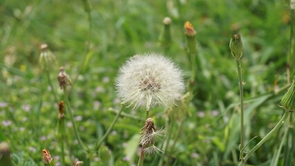 Pflugerville, TX - April 17, 2025: Wildflower field - dandelions 