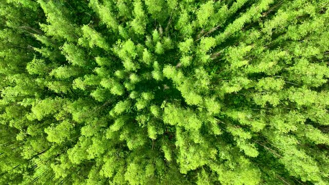 Eucalyptus Forest In Ouro Preto Minas Gerais Brazil. Birds Eye View Of Peaceful Mountains Valley And Forest Trees. Exotic Valley Country Amazing. Country Summer Countryside. Ouro Preto Minas Gerais.