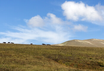 nature park, horse grazing on pastures with sparse vegetation autumn period in nature