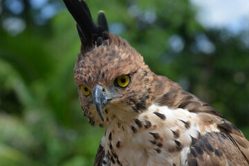 Changeable Hawk-Eagle