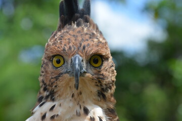 Changeable Hawk-Eagle